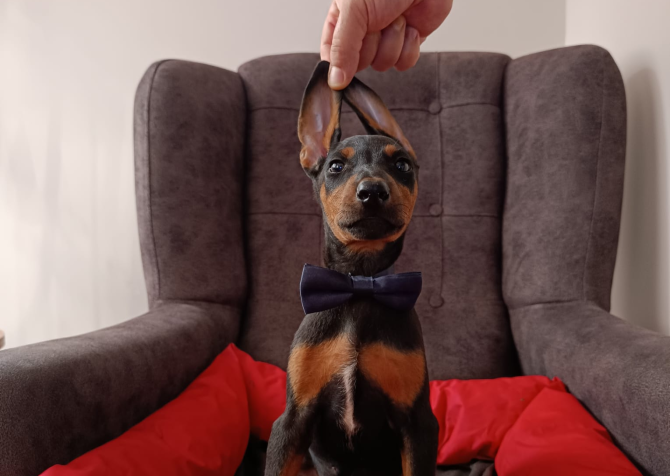 Doberman 5 erkek 1 dişi